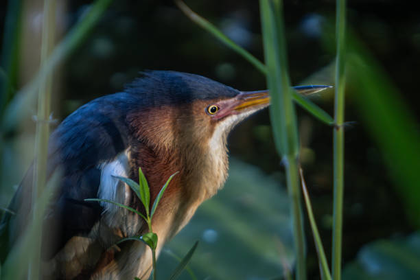 A very rare Least Bittern in its natural environment in the Laurentian Forest of Quebec in Canada.