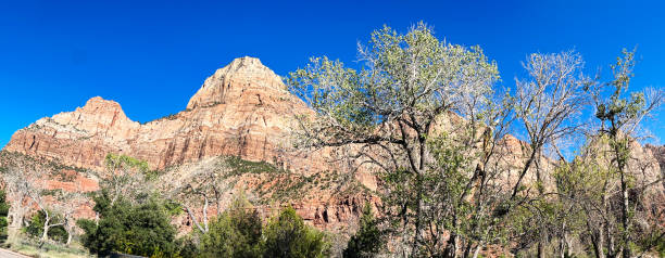 Beautiful scenery in Zion National Park. Pure nature in Zion, Utah. Red mountain landscape. One of the most beautiful national parks in the USA. Road trip in America. High quality photo.