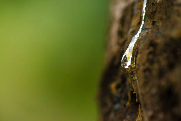 istock Golden Gem: Macro Photo of a Resin Droplet on Tree Trunk 2159689385