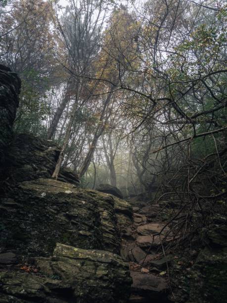 istock A rocky forest path during a colorful autumn, thick fog between the trees, sunlight, moody creepy horror forest view 2159689401