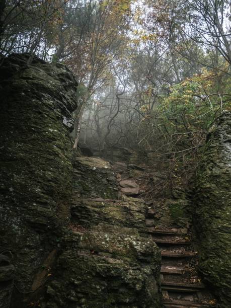 istock A rocky forest path stairs on a hill during a colorful autumn, thick fog between the trees, sunlight, moody creepy horror forest view 2159689563