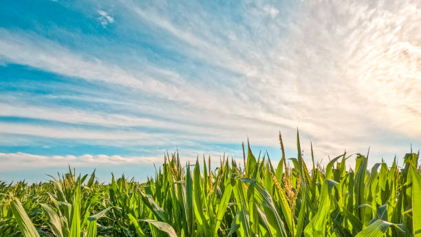 istock Healthy Green Corn Crops in an Agricultural Field 2159690530