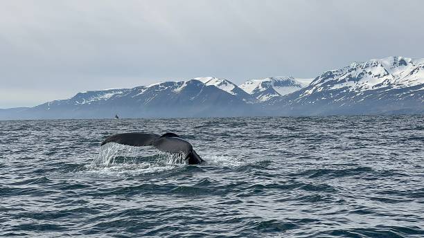 istock Juvenile Humpback Whale in Iceland 2159691192