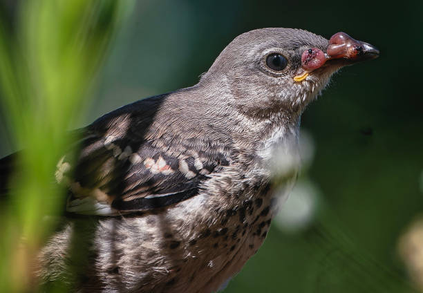 istock A Northern Mocking bird with avian cancer 2159691472