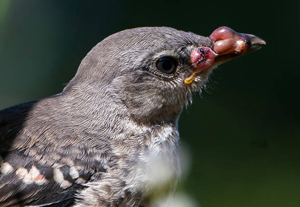 A Northern Mocking bird with avian cancer