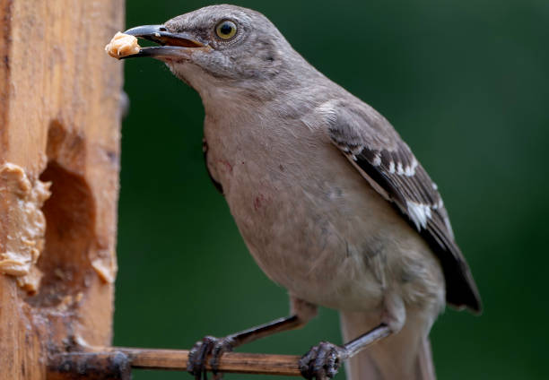 istock Close up of a Northern Mockingbird 2159691494
