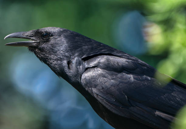istock A large black bird arrives on the deck 2159691496