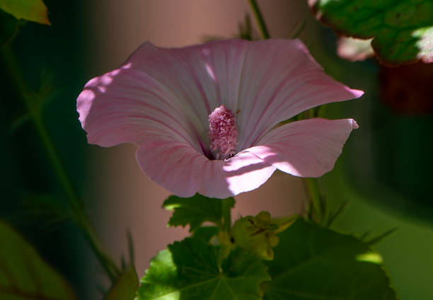 A Rose Mallow in a shady spot