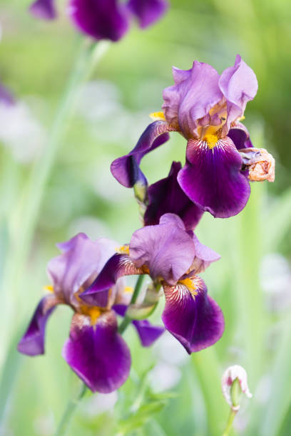 istock Purple yellow iris flowers are over blurred green background 2159692724