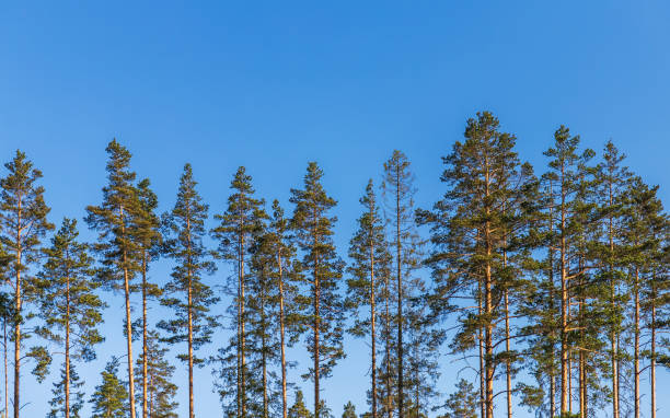 Pine trees are are under bright blue sky background. Coniferous forest background photo taken on a sunny day