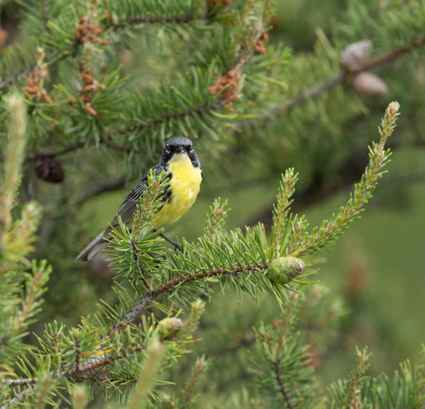 istock Male Kirtland's warbler perched in a Jack Pine tree 2159692932