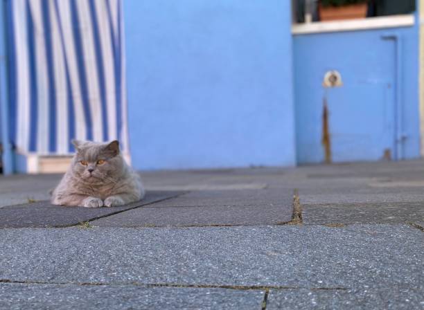 sleeping cat