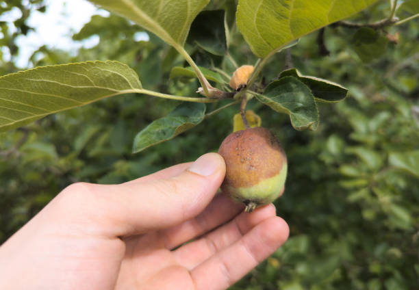 istock Rotten and spoiled apple growing on the tree. Fruit disease concept. rop loss. 2159694160