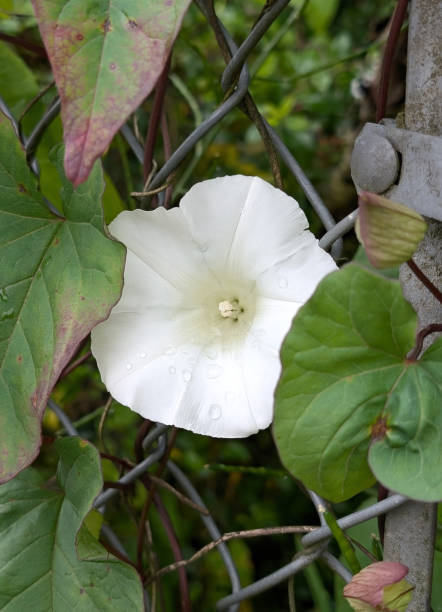 Convolvulaceae or Morning Glory family.\nA bright white blossom on a chainlink fence. Invasive species in British Columbia.\nPlant Hardiness Zone 8A.