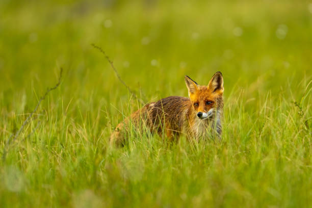 istock A wet Fox in the Finnish taiga 2159694340