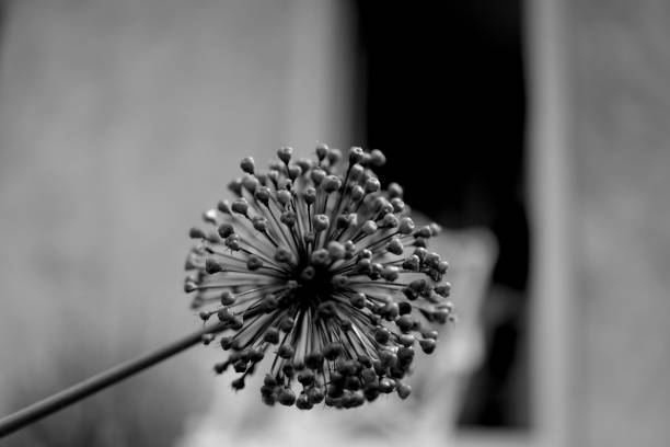 Allium Starburst seed head close up