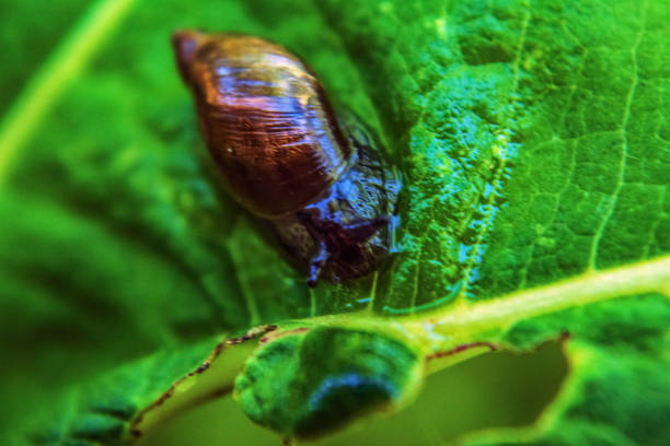 Macro  - Forest - Europe, Romania, Suceava region