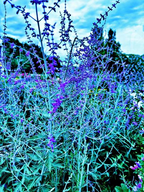 The unique shaping and twisted vines of Russian Fresh Sage