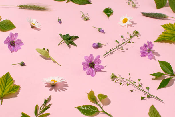 istock Wild spring flowers scattered on a pastel pink background 2159700053