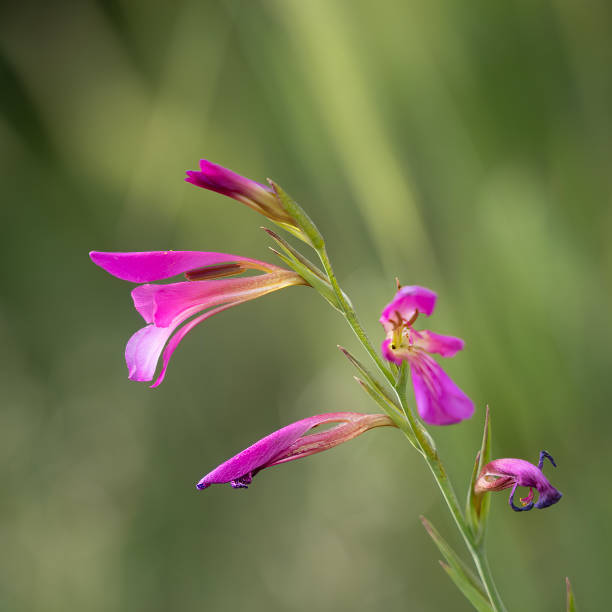 A close up photo of a field gladiolus flower in an Israeli meadow on spring time.