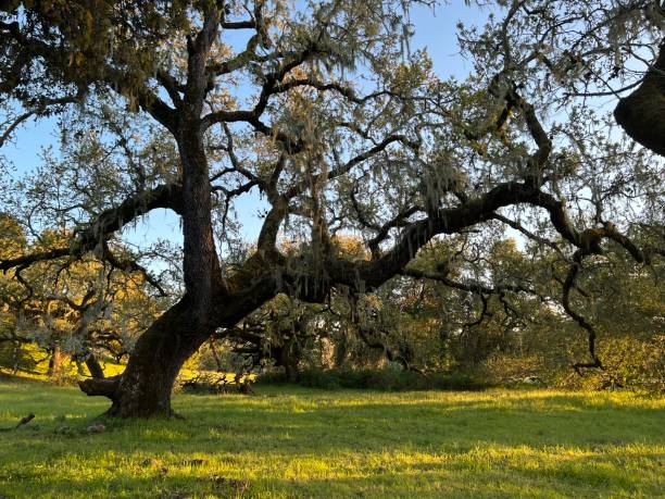 istock Crane Creek Regional Park, Sonoma County, CA 2159704572