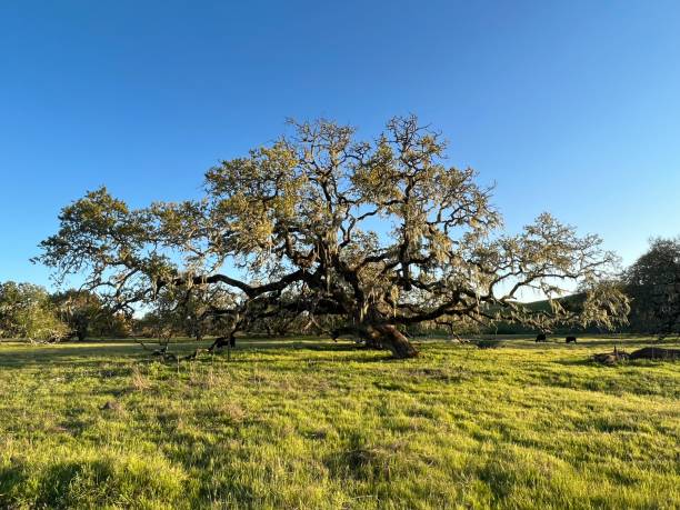 istock Crane Creek Regional Park, Sonoma County, CA 2159704787