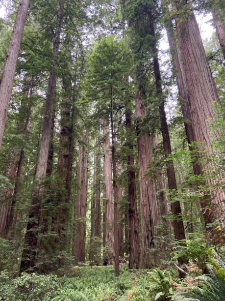 istock Forest of Tall Trees 2159708457