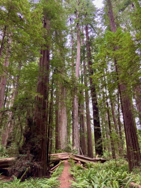 istock Tall Trees in a Beautiful, Iconic Forest 2159708458