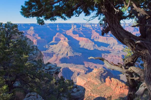 istock The Grand Canyon, Arizona, as seen through trees. 2159709263