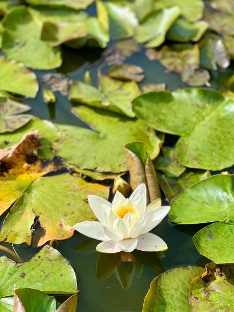 istock White water lily in a pond 2159710397