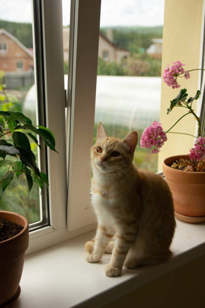 istock orange cat sits and looks out the window 2159711808