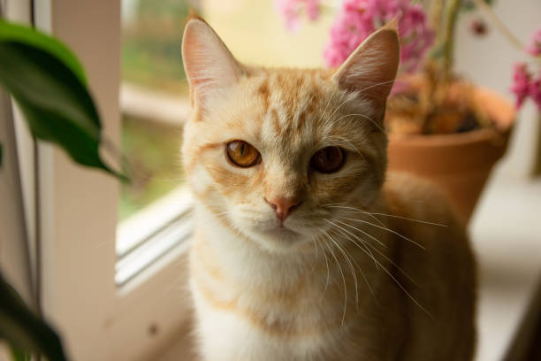 istock orange cat sits and looks out the window 2159711811