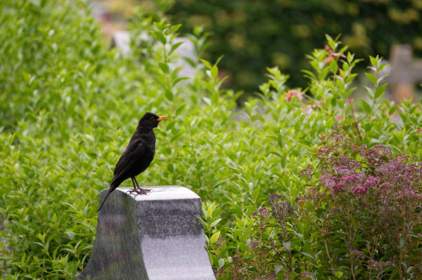 istock Blackbird on grave stone at a cemetary 2159712346