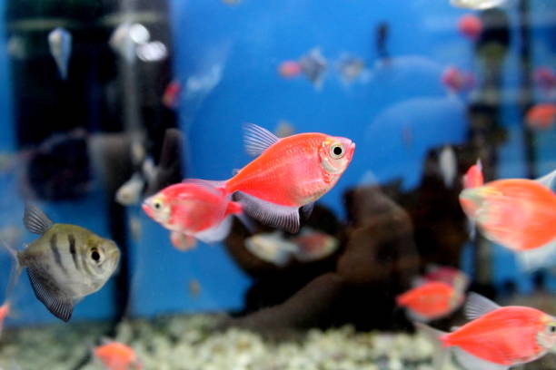 istock Small red fish swim in the aquarium. 2159712802