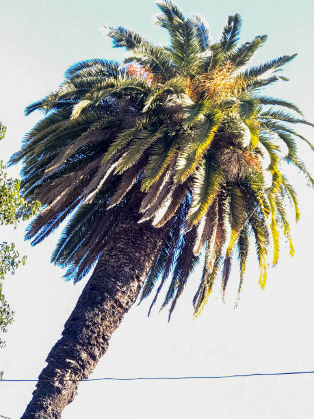 istock green palm leaves. Palm tree 2159713069