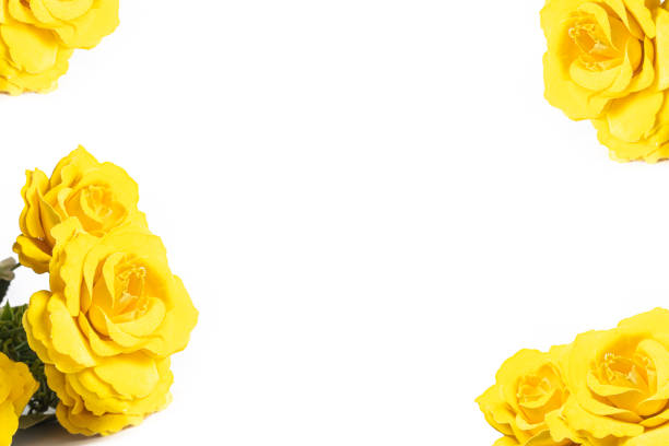 istock yellow roses isolated on white background with copy space for your text. 2159713329