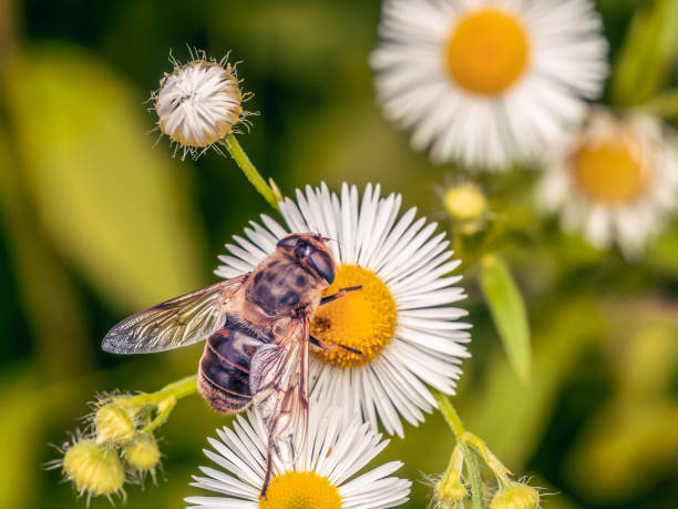 istock A bee pollinating wild flowers 2159715458