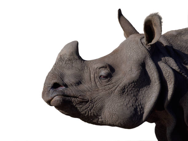 istock Indian rhinoceros portrait isolated on white background 2159715599