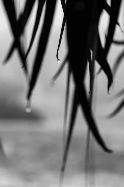 istock Eucalyptus leaves with dew drops in the morning 2159715624