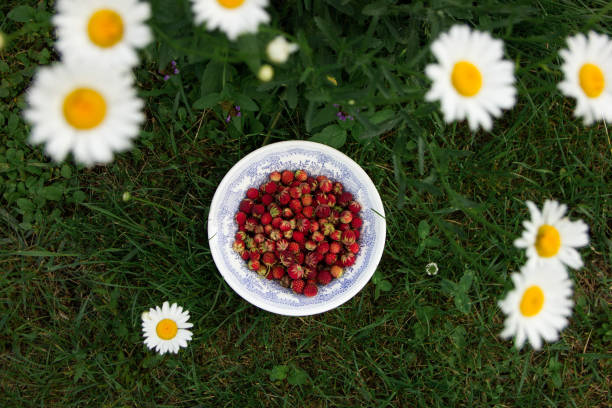 Strawberries are one of the most delicious berries that are loved and grown in gardens and vegetable gardens.