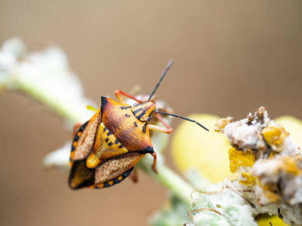 istock Closeup of a common beetle 2159716309