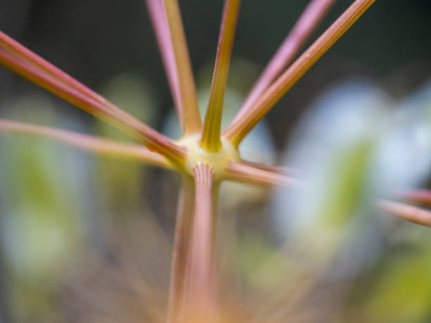 Stems of a wild plant