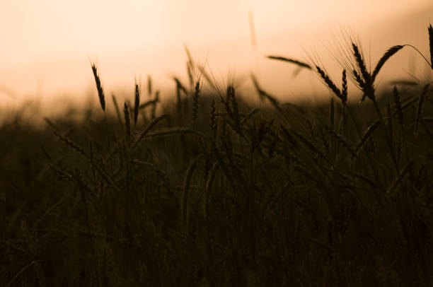 photo of ripe wheat ears against the sky at sunset