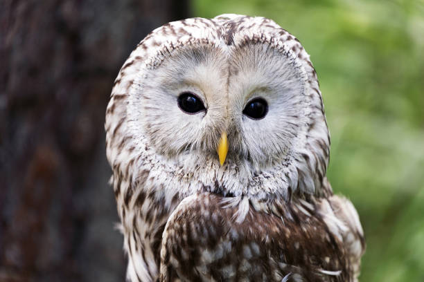 Ural owl on a log in summer forest (Strix uralensis)