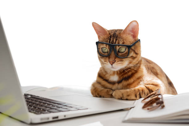 istock A business cat with glasses works at the computer. 2159717645