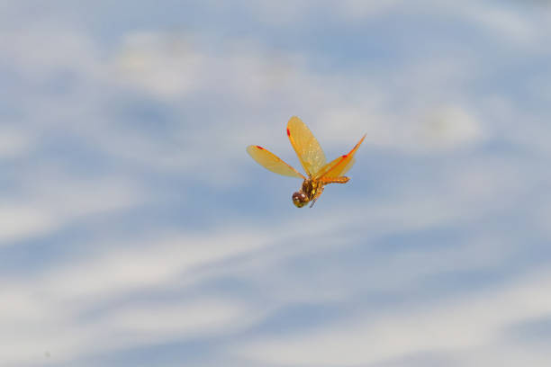 The eastern amberwing dragonfly  (Perithemis tenera) in flight. It is very small dragonfly.  The males have orange or amber wings.
