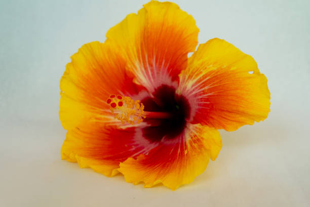 Close up image of an orange Hibiscus flower and its pollen