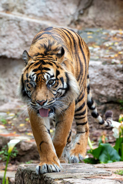 istock Sumatran Tiger (Panthera tigris sumatrae) - Commonly Found in Sumatra, Indonesia 2159721105