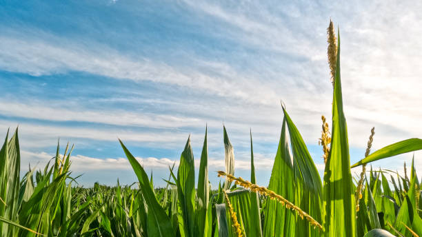 istock Healthy Green Corn Crops in an Agricultural Field 2159722421