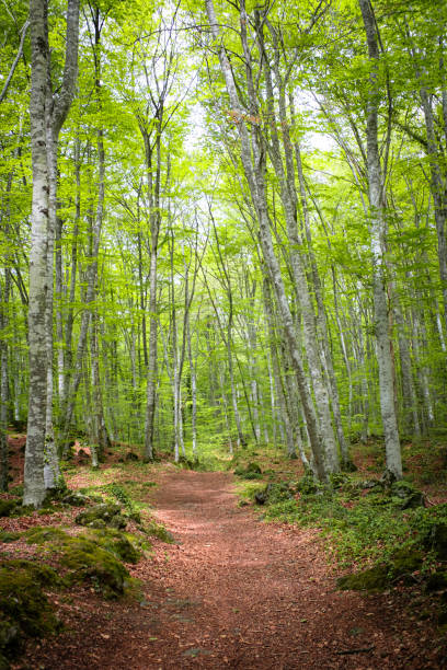 istock Green beech forest in a volcanic land beautiful wood landscape 2159722434